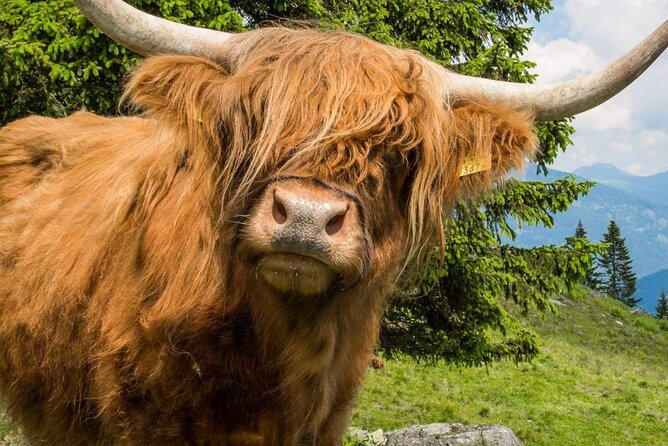 3 Day - Isle of Skye, Loch Ness & Glenfinnan Tour from Edinburgh - Why this route works without a car
