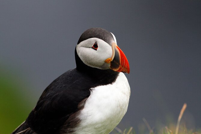 4 Day Mull, Iona and Staffa Puffin Experience from Edinburgh - Day 1: Loch Lomond, Dunadd and the road to Tobermory