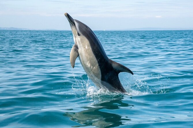 90 Minute Coastal Explorer in Torquay - Why this 90-minute Torquay ride works