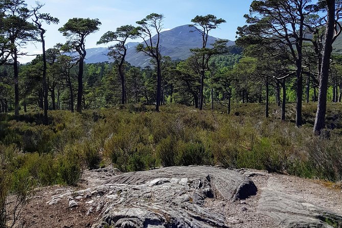 Alternative Loch Ness Tour by Secret Highlands - Corrimony Chambered Cairn and 4,000 years of Highland history