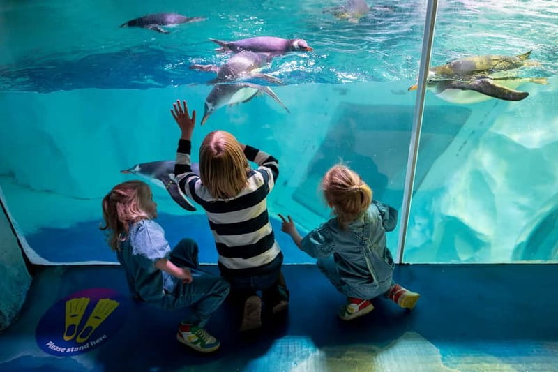 Birmingham: National Sea Life Centre Entrance Ticket - Key points to know