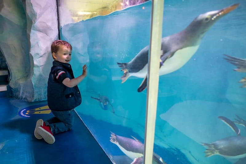 Birmingham: National Sea Life Centre Entrance Ticket - Who will enjoy this aquarium most?