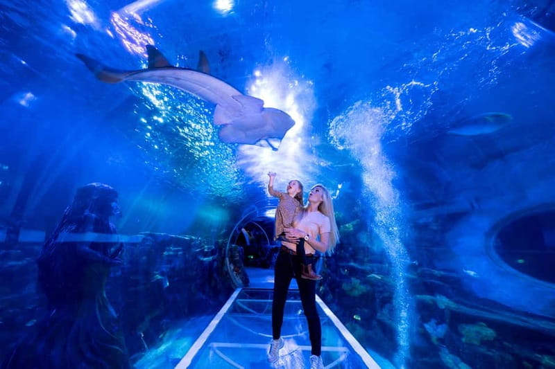 Birmingham: National Sea Life Centre Entrance Ticket - The Interactive Rockpool: sea creatures at fingertip range
