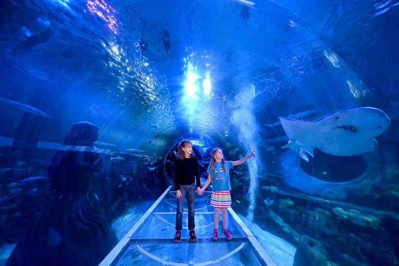 Birmingham: National Sea Life Centre Entrance Ticket - Sharks, rays, and the 360° Ocean Tunnel