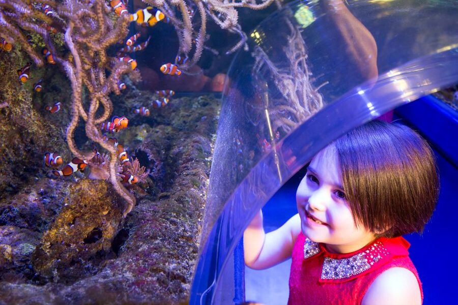 Birmingham: National Sea Life Centre Entrance Ticket - How long should you allow?