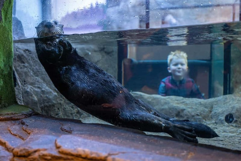 Birmingham: National Sea Life Centre Entrance Ticket - Gentoo penguins at Penguin Ice Adventure