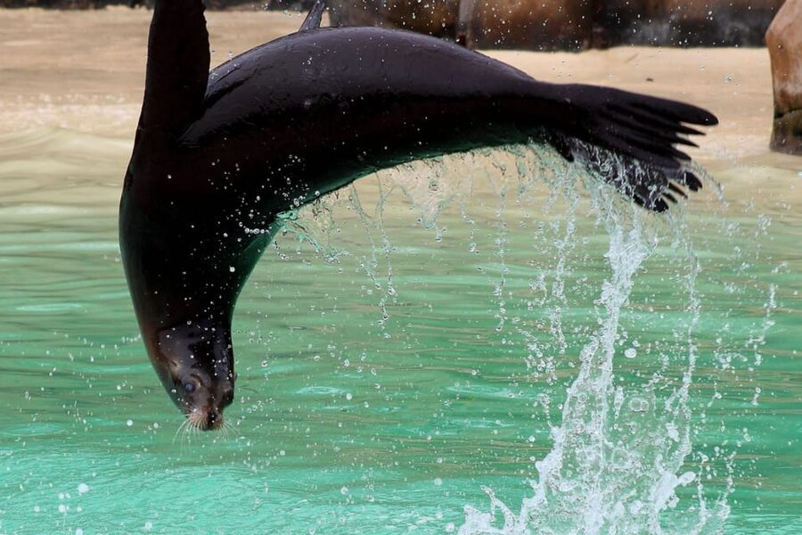 Blackpool: Zoo Admission Ticket - What the admission price really buys you