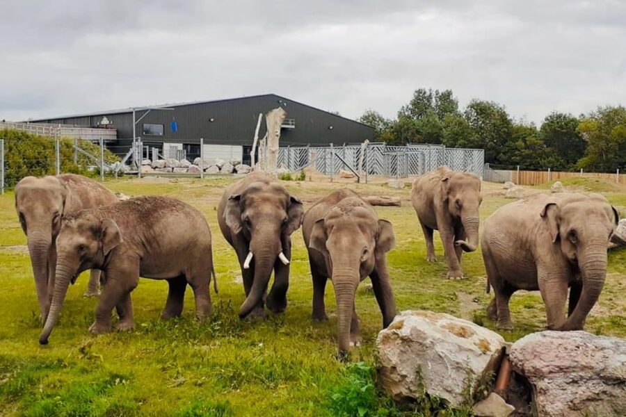 Blackpool: Zoo Admission Ticket - Project Elephant Base Camp is the main event