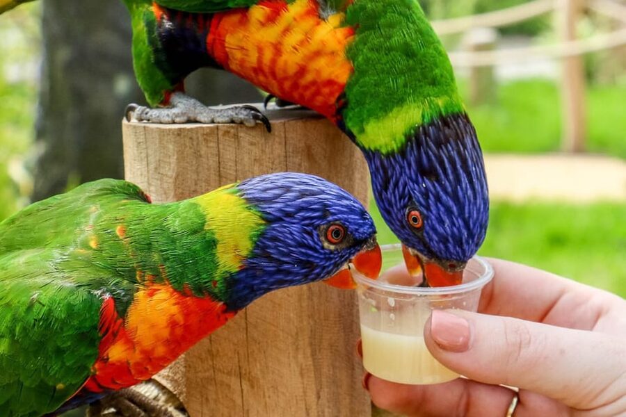 Blackpool: Zoo Admission Ticket - Walk-through habitats provide the closest encounters