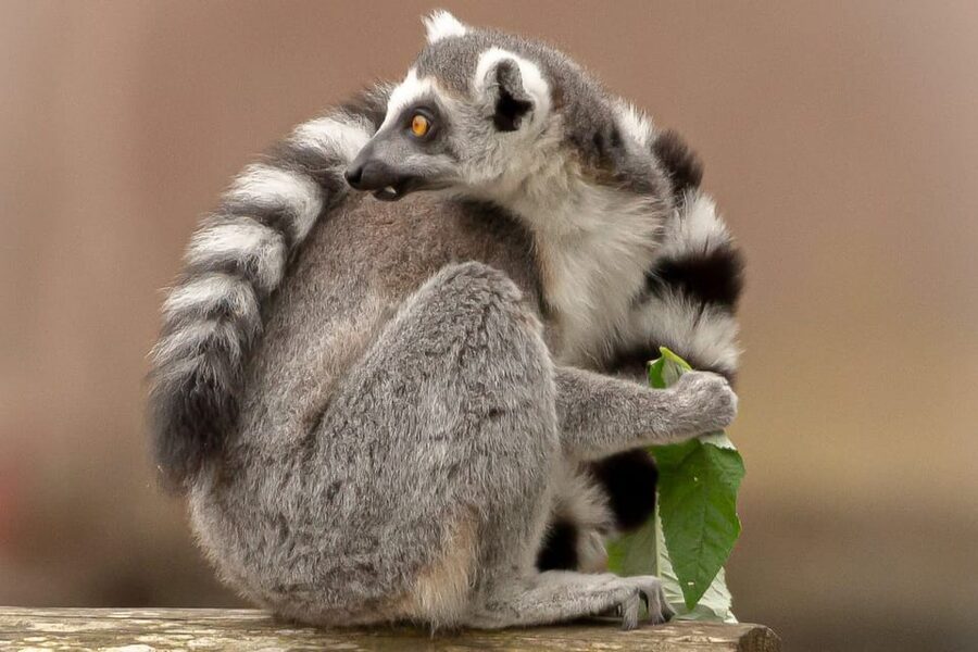 Blackpool: Zoo Admission Ticket - A broad collection, from marmosets to orangutans