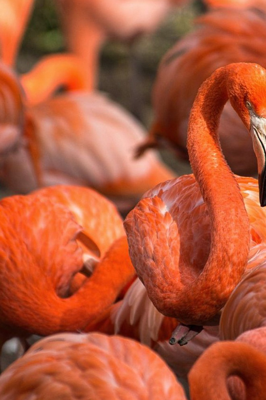 Blackpool: Zoo Admission Ticket - Start with dinosaurs before meeting today’s animals