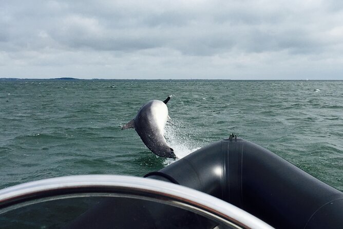 Boat Seafari Adventure - Wildlife watching on the Tay