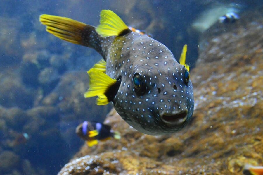Bournemouth Oceanarium Ticket - How long should you allow?