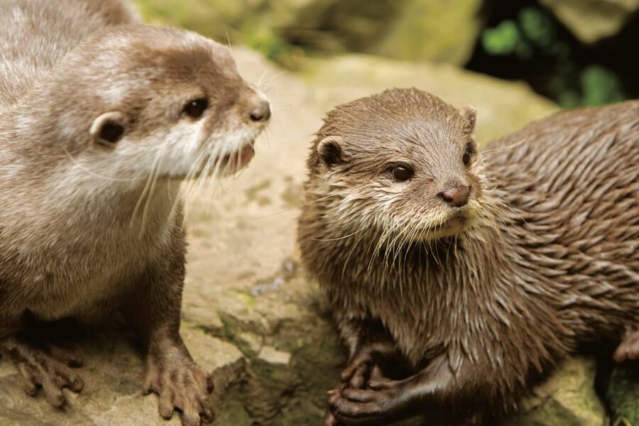 Bournemouth Oceanarium Ticket - A family attraction that also works for adults