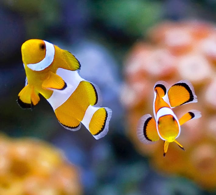 Bournemouth Oceanarium Ticket - Should you book Bournemouth Oceanarium?