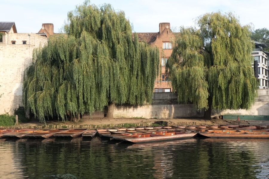 Cambridge: Punting Tour on the River Cam - Wren Library from the River Cam