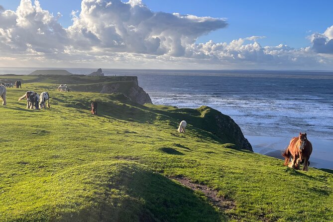 Cardiff: Gower Peninsula's Cliffs Scenic Day Tour - What Max adds to the day