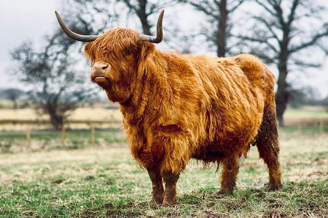 Cawdor Castle, Inverness, Culloden, Outlander and Loch Ness Tour - Cawdor Castle, gardens and Shakespeare connections