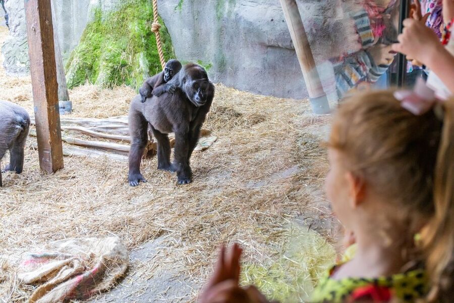 Chessington World of Adventures Resort: Entrance Ticket - How much can you do in one day?
