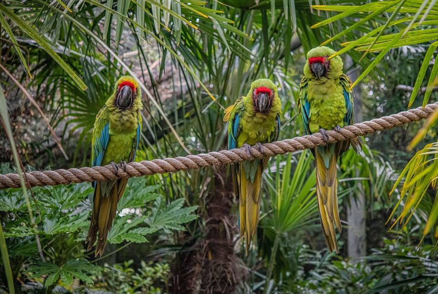 Chester: Chester Zoo Entry Ticket - Key points at a glance