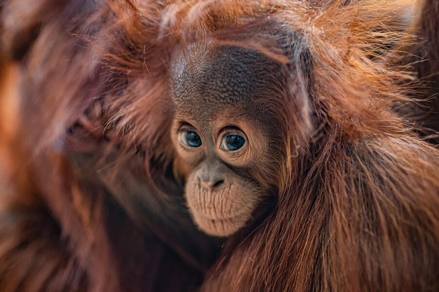 Chester: Chester Zoo Entry Ticket - Islands leads into a tropical world