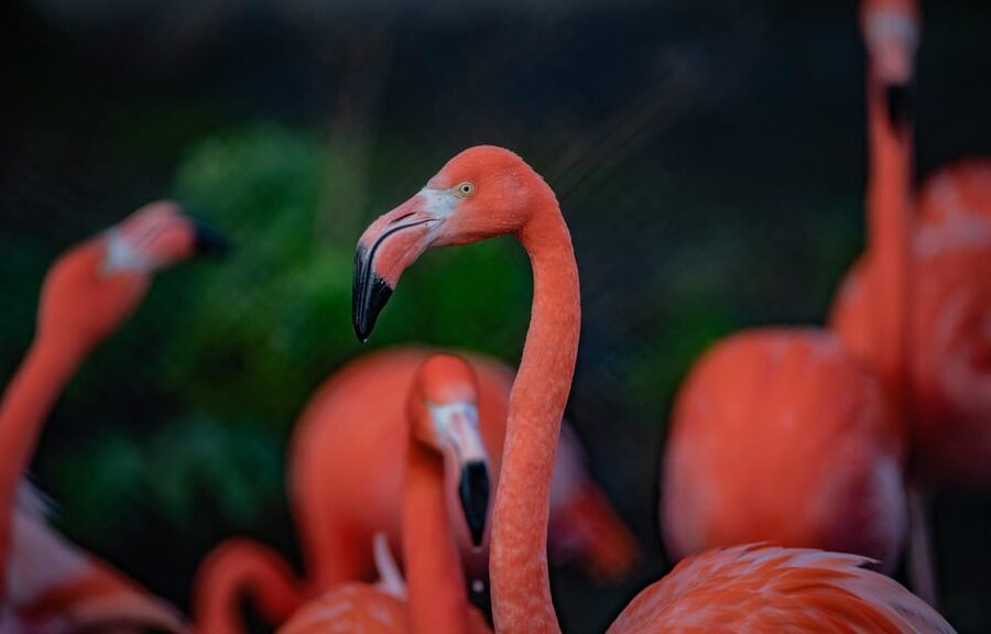 Chester: Chester Zoo Entry Ticket - Gardens that deserve more than a passing glance
