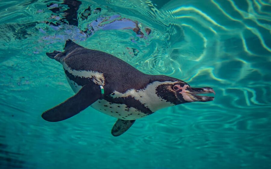 Chester: Chester Zoo Entry Ticket - Food, picnics, and the real cost of the day
