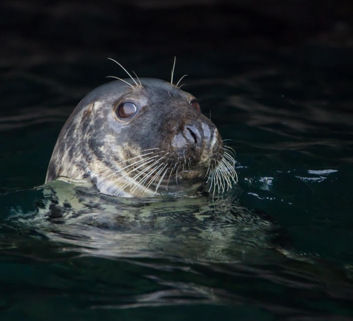Cornwall: Guided Seal Safari by Boat - The RIB Ride Along Cornwall’s Coast