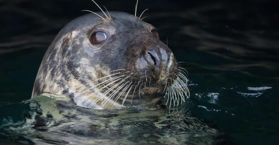 Cornwall: Guided Seal Safari by Boat - Dolphins, Seabirds, and Other Possible Sightings