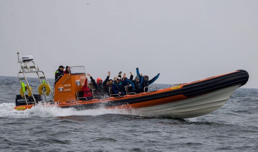Cornwall: Guided Seal Safari by Boat - Is $37 Good Value?