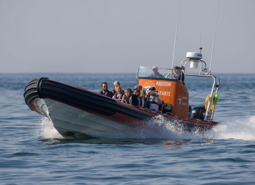 Cornwall: Guided Seal Safari by Boat - My Practical Verdict