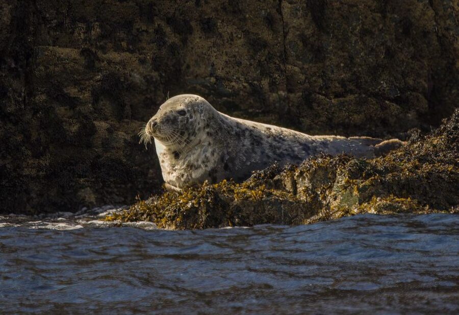 Cornwall: Guided Seal Safari by Boat - FAQ