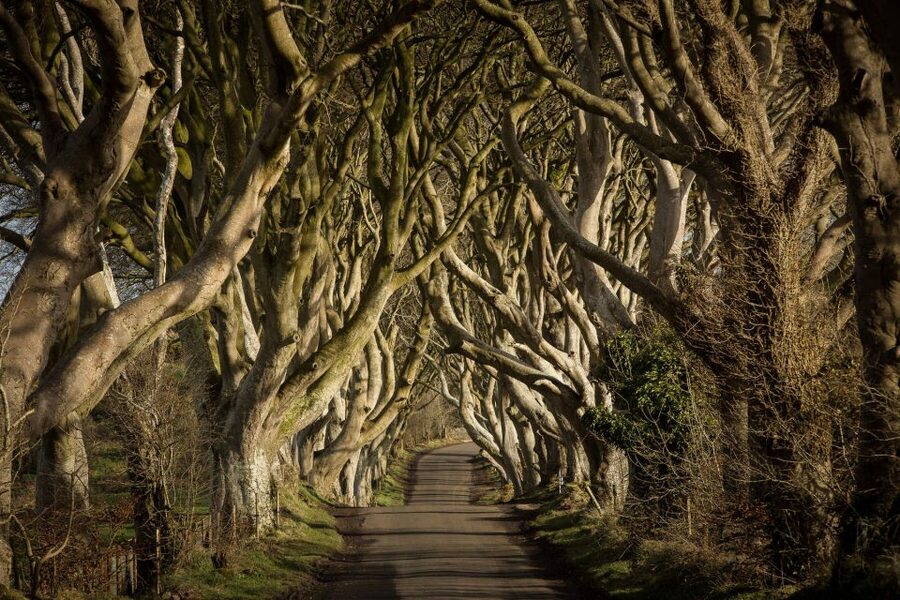 Dublin: Giant's Causeway, Dark Hedges & Titanic Guided Tour - One very full day from Dublin to the Causeway Coast