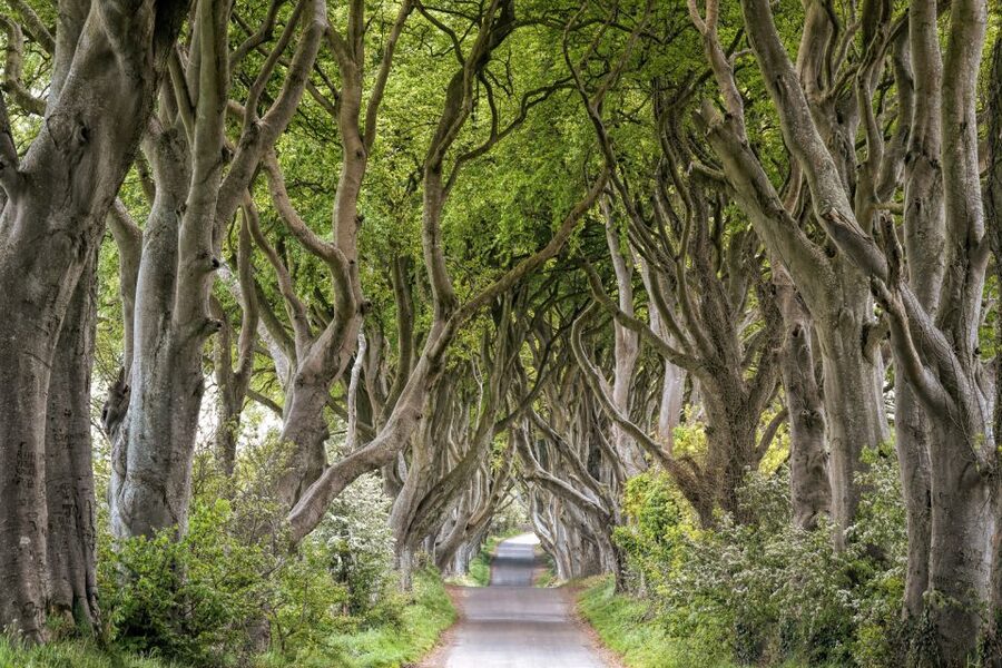 Dublin: Giants Causeway, Dark Hedges, Dunluce & Belfast Tour - Why this long day from Dublin can be worth it