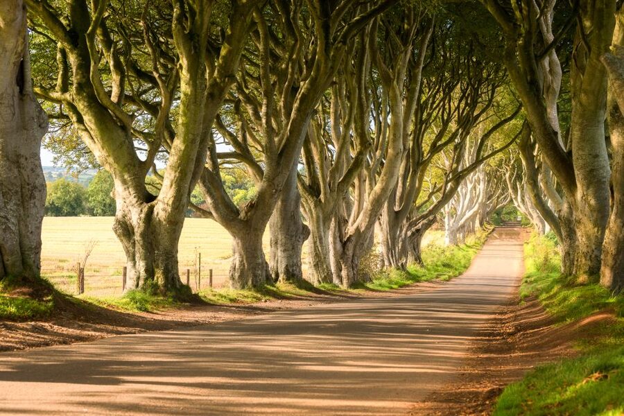 Dublin: Giants Causeway, Dark Hedges, Dunluce & Belfast Tour - The Dark Hedges, a short stop with changing fortunes