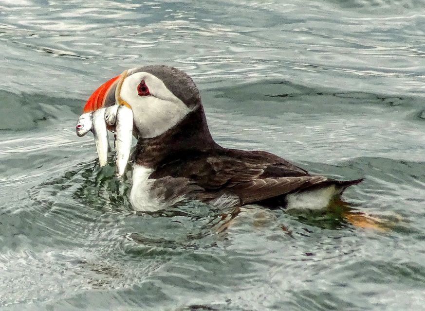 Edinburgh: 'Firth of Forth' Three Bridges Sightseeing Cruise - Wildlife watching is best treated as a bonus