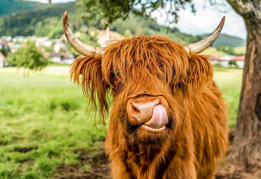 Edinburgh: Loch Ness, Glencoe & the Scottish Highlands Tour - Leaving Edinburgh early for Callander