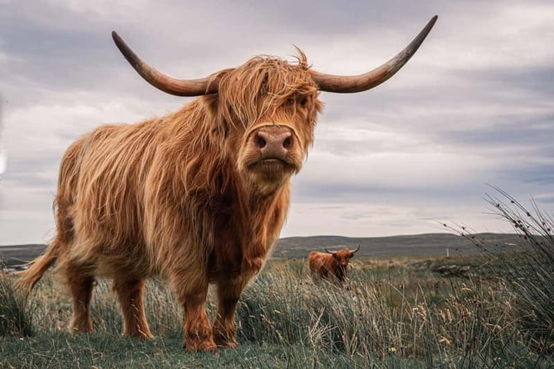 Edinburgh: Loch Ness, Inverness & Highlands Tour in Spanish - Fort Augustus and the Loch Ness choice