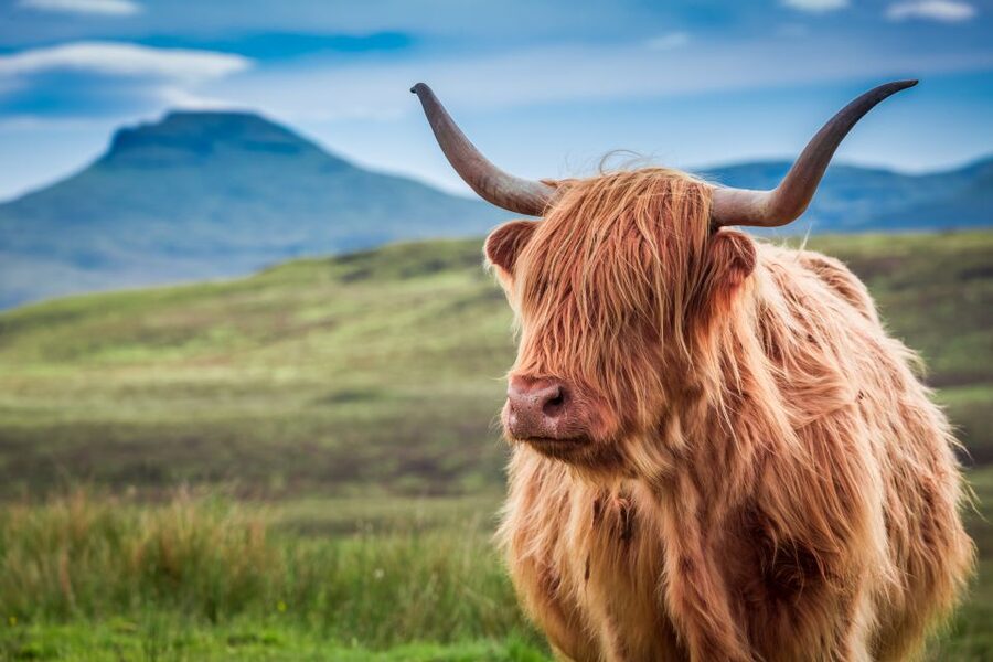 Edinburgh: Loch Ness, Inverness & Highlands Tour in Spanish - Is the $87 price good value?