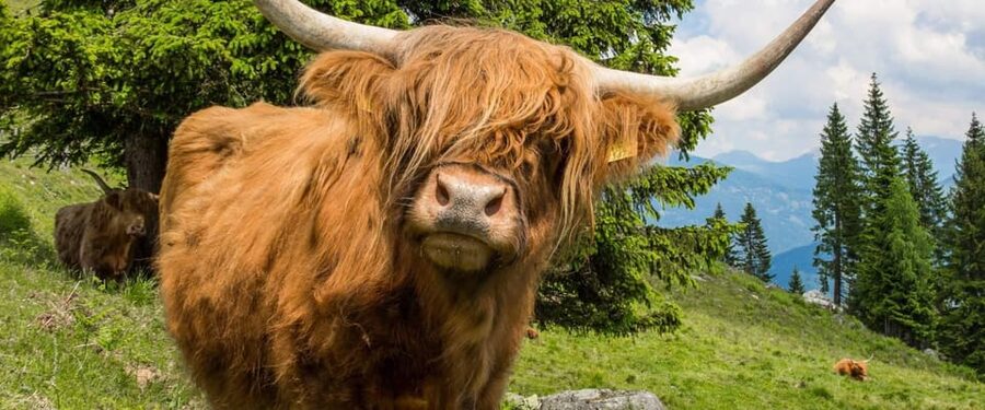Edinburgh: Loch Ness, Scenic Walk, Glencoe & Whisky Day Tour - The small group makes the long day easier