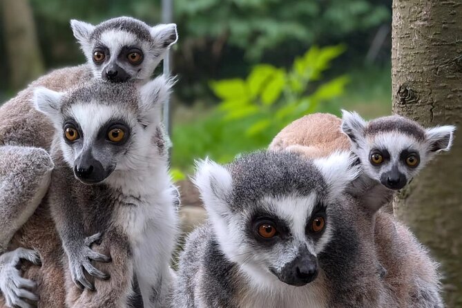 Entry ticket to Hoo Zoo and Dinosaur World in Telford - Making the most of an eight-hour visit