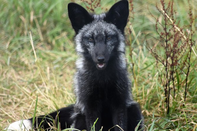 Fox Encounter for 2 people and park entry - Price: Compare the Direct Rate Before Booking