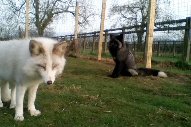 Fox Encounter for 2 people and park entry - Who Will Enjoy This Most