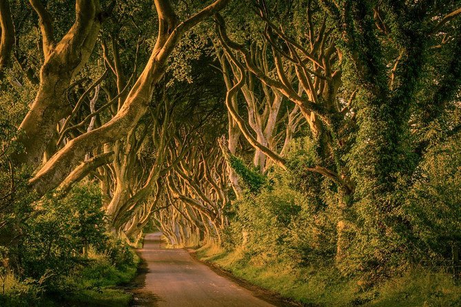 From Belfast-Giants Causeway, Dunluce Castle and Dark Hedges tour - Giant’s Causeway, the main event