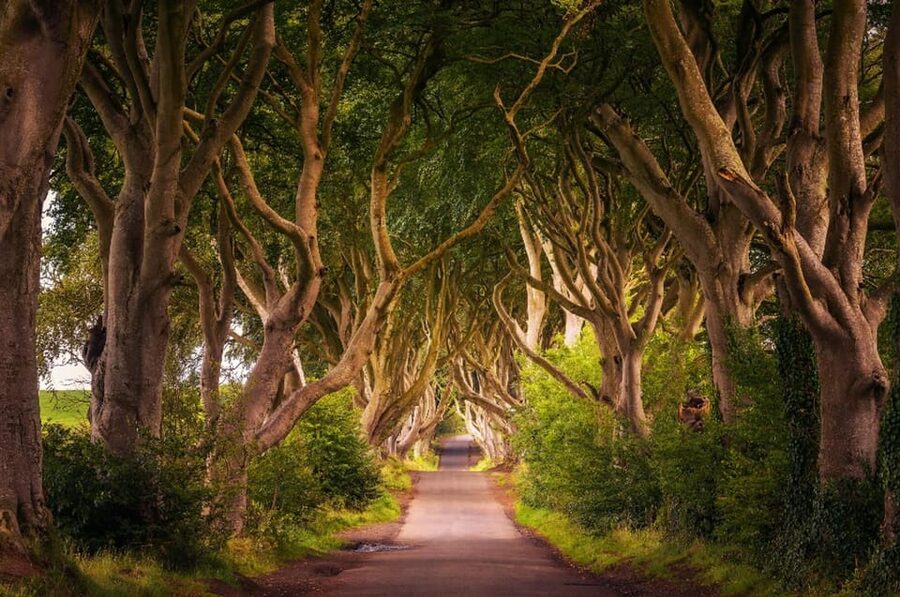 From Dublin: Giant's Causeway, Dark Hedge & Belfast Tour - Why Giant’s Causeway is worth the long ride