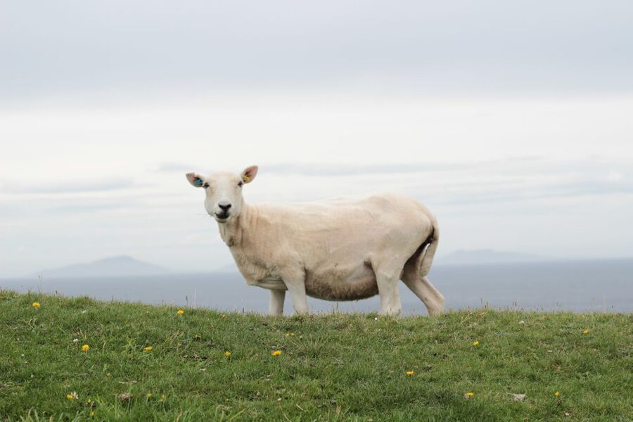From Edinburgh: 2-Day Highlands Tour with Hogwarts Express - Guides, storytelling, and the feel of the bus