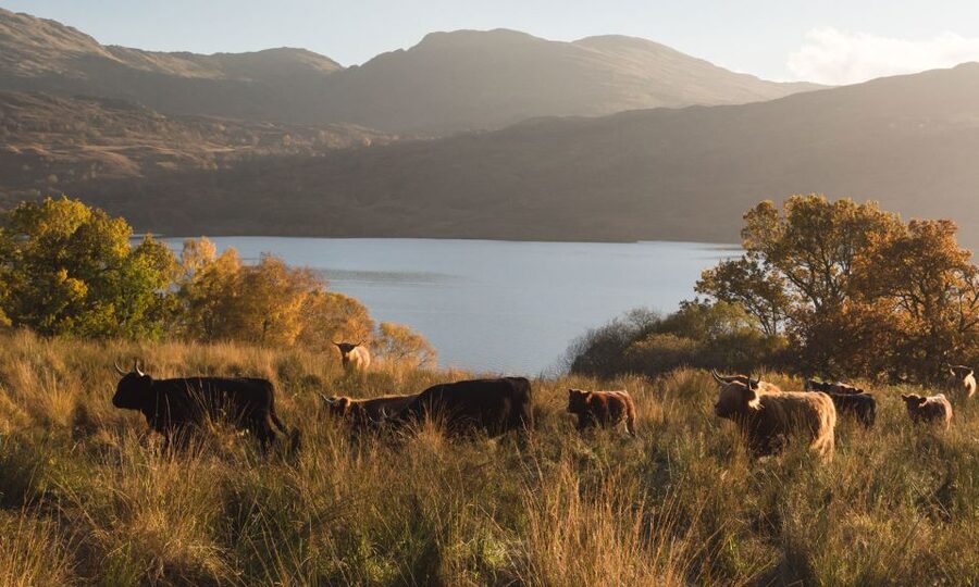 From Edinburgh: Glasgow & Scottish lakes Spanish Tour - What the $71 price really includes
