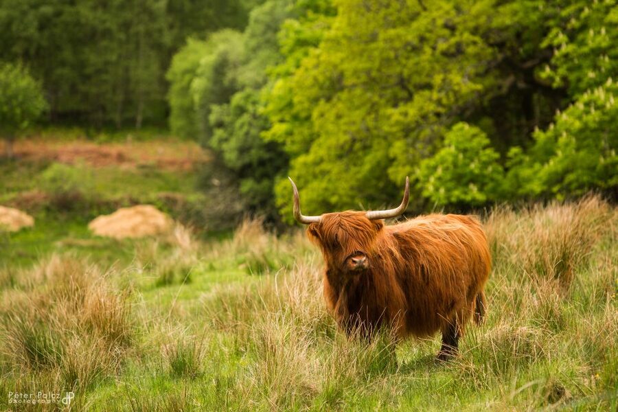From Edinburgh: Isle of Skye and Hogwarts Express 4-Day Trip - Fort Augustus and the southern end of Loch Ness