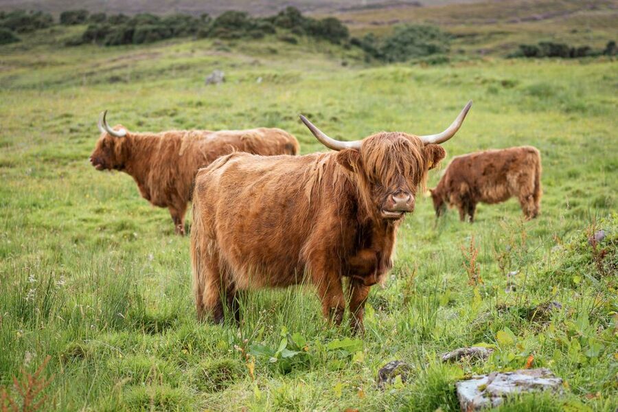 From Edinburgh: Loch Ness and The Highlands Tour - What the $89 price really buys you