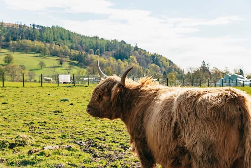 From Edinburgh: Loch Ness & Scottish Highlands Tour - Comfort, age rules, and languages